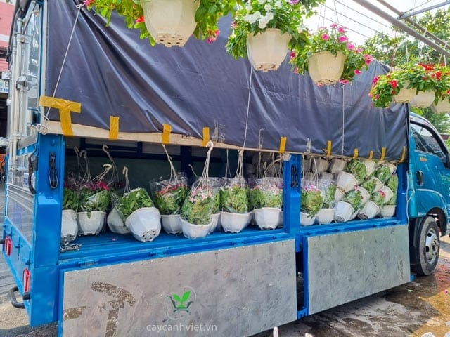 Giá cây dừa cạn tại TP.HCM từ 40.000 đến 100.000 đồng