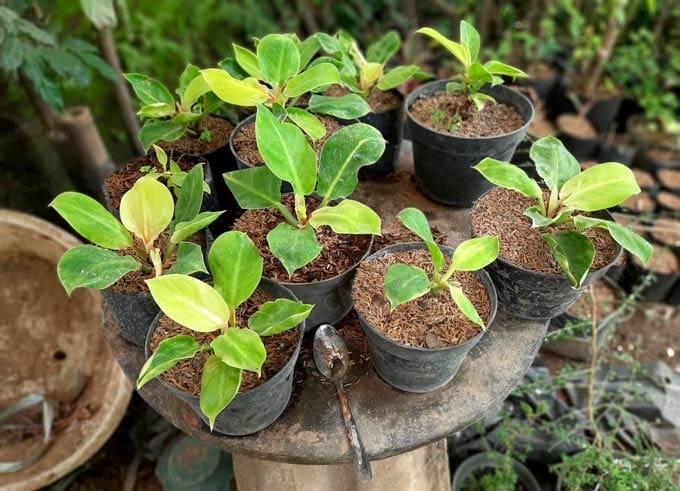 Cách trồng và chăm sóc cây Trầu Bà Đế Vương Vàng hiệu quả