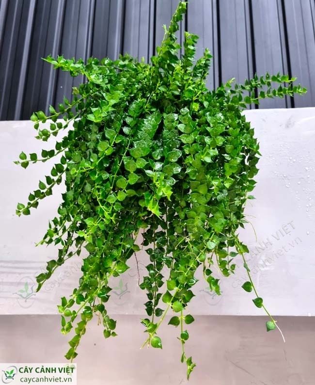 Cây Lan Tim trồng trong chậu ốp tường