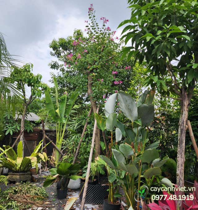 vườn cây móng bò tím số lượng lớn có sẵn