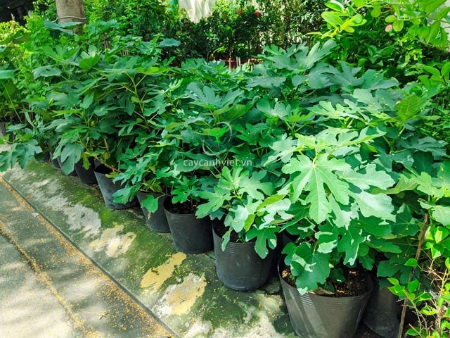 Cách trồng cây Sung Mỹ từ hạt giống trong chậu