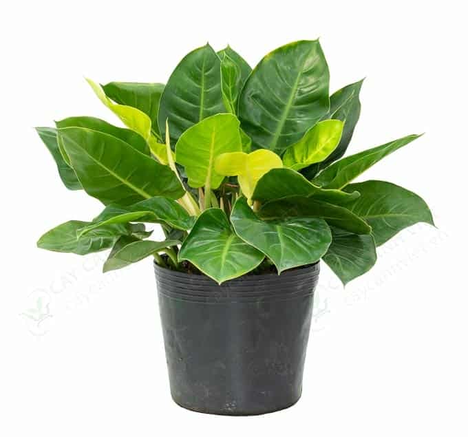 Cây Trầu Bà Đế Vương Vàng tại Cây Cảnh Việt, trang trí phong thủy đẹp