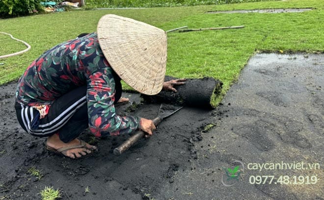 Phương pháp trồng cỏ Nhật bằng rải thảm