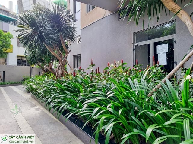 Trang trí tiền sảnh và lối đi bằng cây phúc lộc thọ