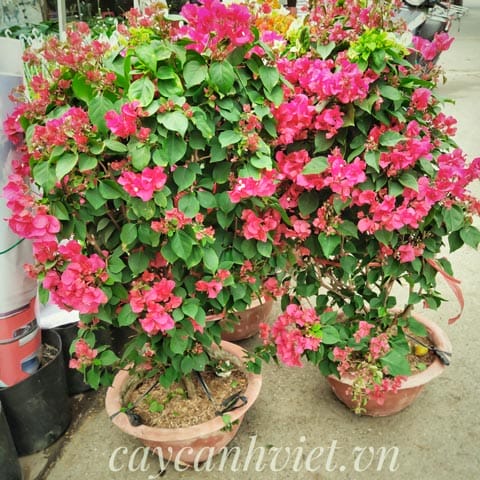 Cây bông giấy hồng chưng Tết đẹp mắt