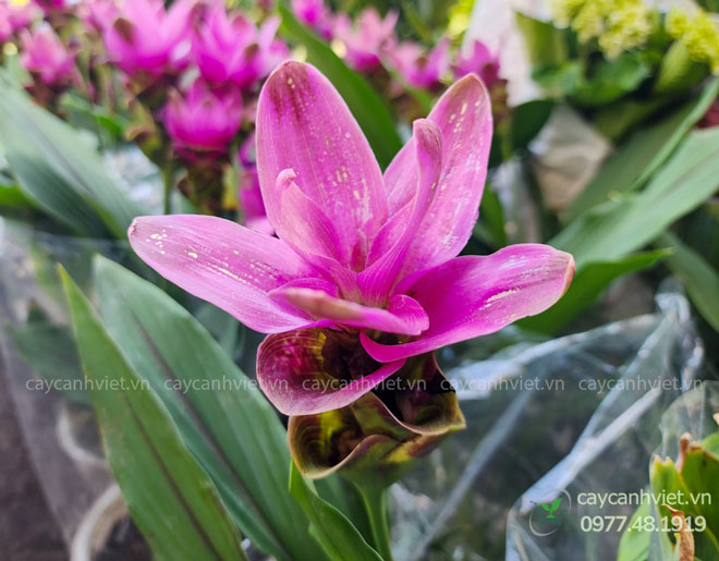 Cận cảnh hoa Nghệ Lá Từ Cô màu tím nở rộ tươi tắn