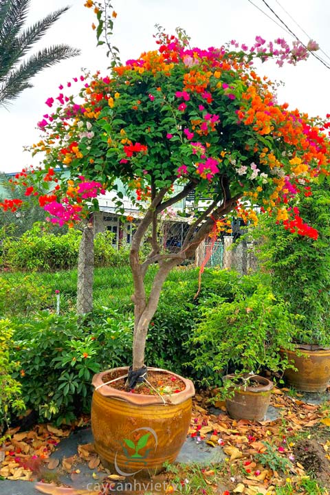Cây bông giấy ngũ sắc với 5 màu rực rỡ