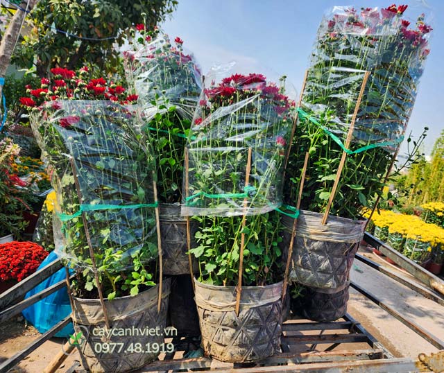 Giao hàng cây hoa Cúc Tiger nhanh chóng, đảm bảo chất lượng tại TP.HCM