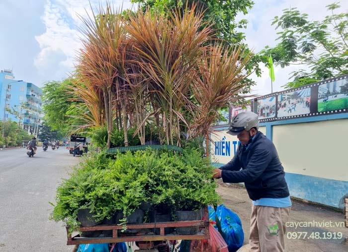 Giao hàng cây Sơn Liễu Thái cho khách hàng