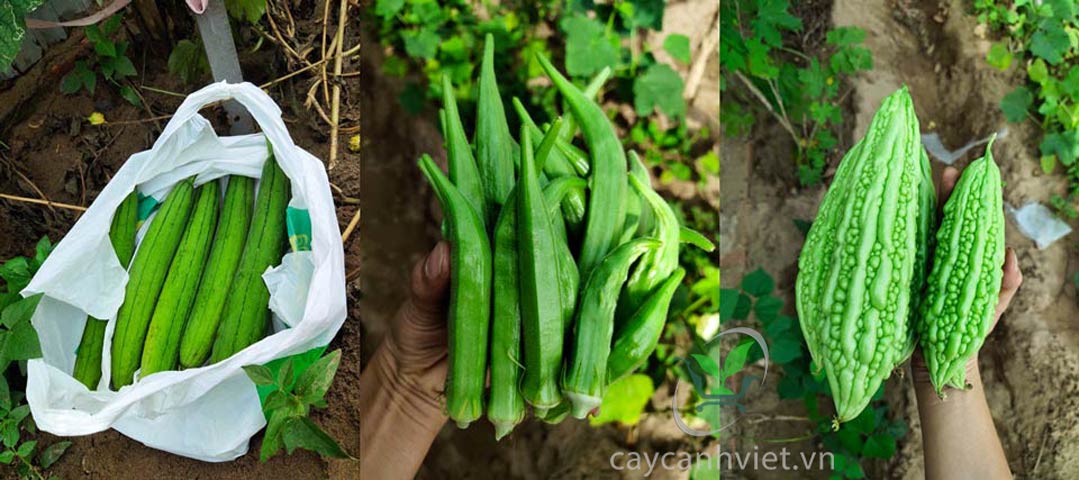 Đất thịt phù hợp với việc trồng rau