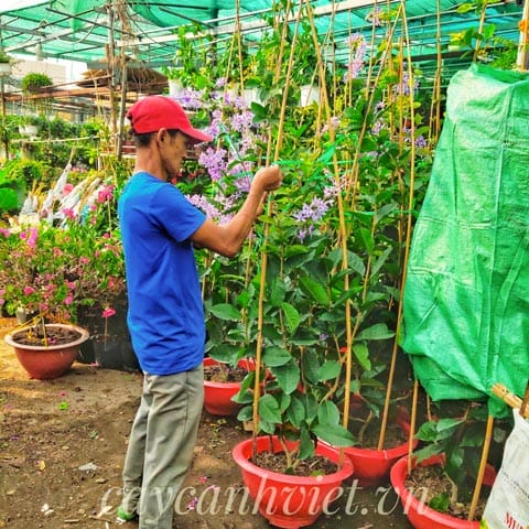 Chậu mai xanh Thái cao 1,5m tại Cây Cảnh Việt