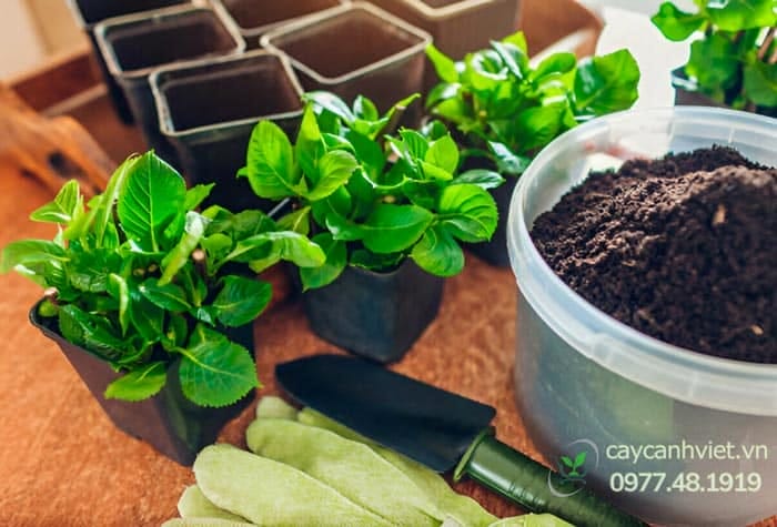 Cách trồng và chăm sóc cây cẩm tú cầu tại nhà