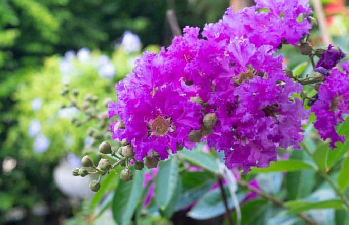 Hoa Bằng Lăng Tím Thái - gợi nhớ kỷ niệm thời học sinh