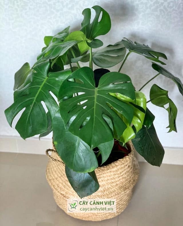 Cây Trầu Bà Lá Xẻ với công dụng thanh lọc không khí