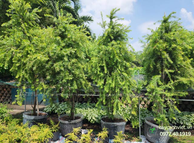 Nhiều cây liễu rũ trồng bầu sẵn tại vườn TP.HCM