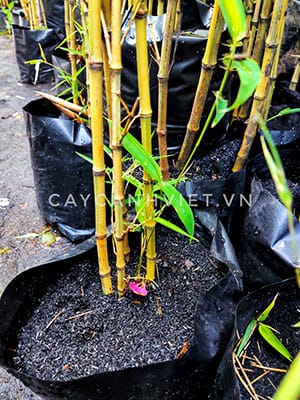 Ý nghĩa cây trúc quân tử trong văn hóa Á Đông