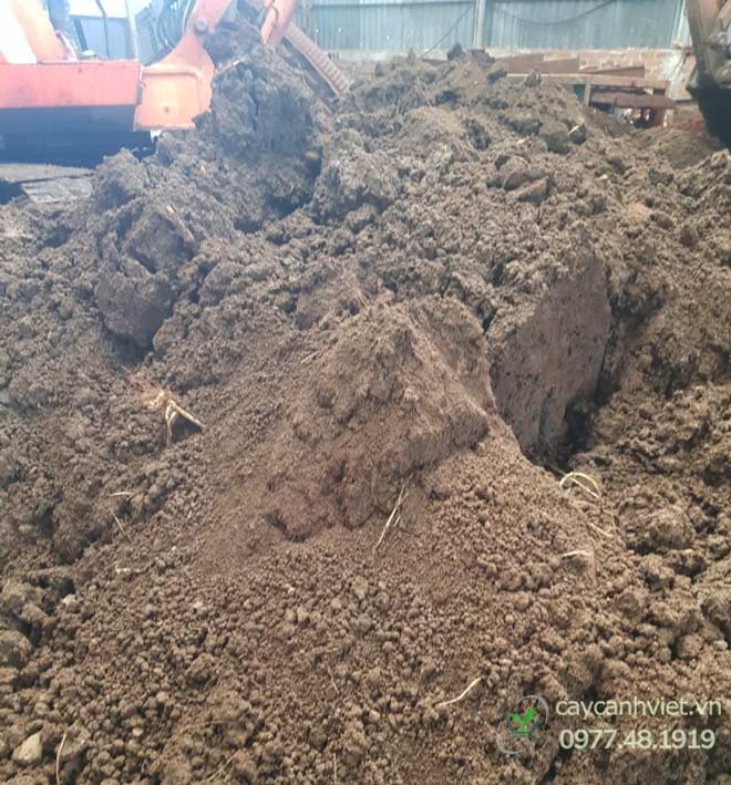 Đất thịt số lượng lớn sẵn có tại bãi