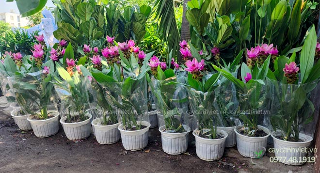 Vườn Cây Nghệ Lá Từ Cô trồng số lượng lớn để cung cấp