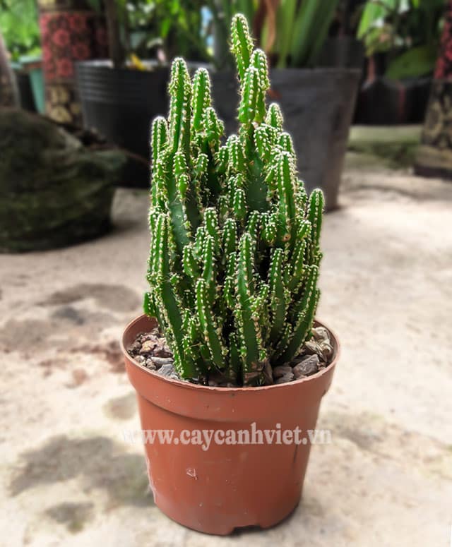 Đặc điểm nổi bật của cây xương rồng Thanh Sơn với thân 5 khía và gai mềm