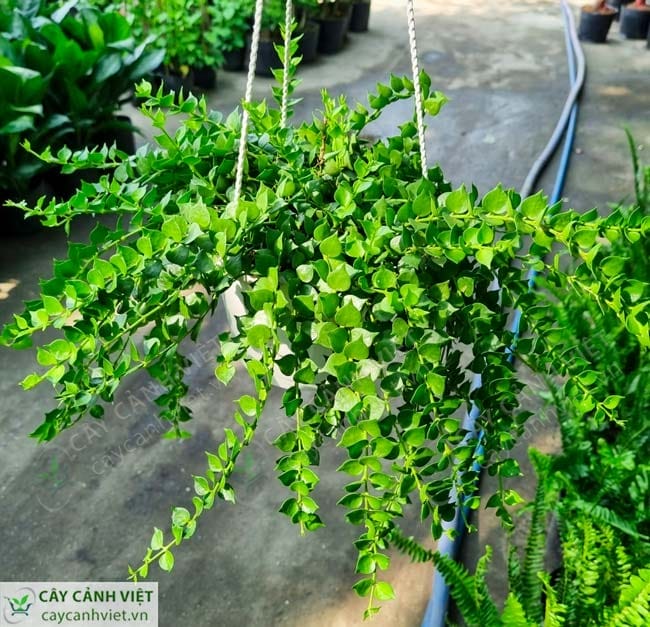 Lan Tim trồng trong râm mát, thích hợp khí hậu nhiệt đới