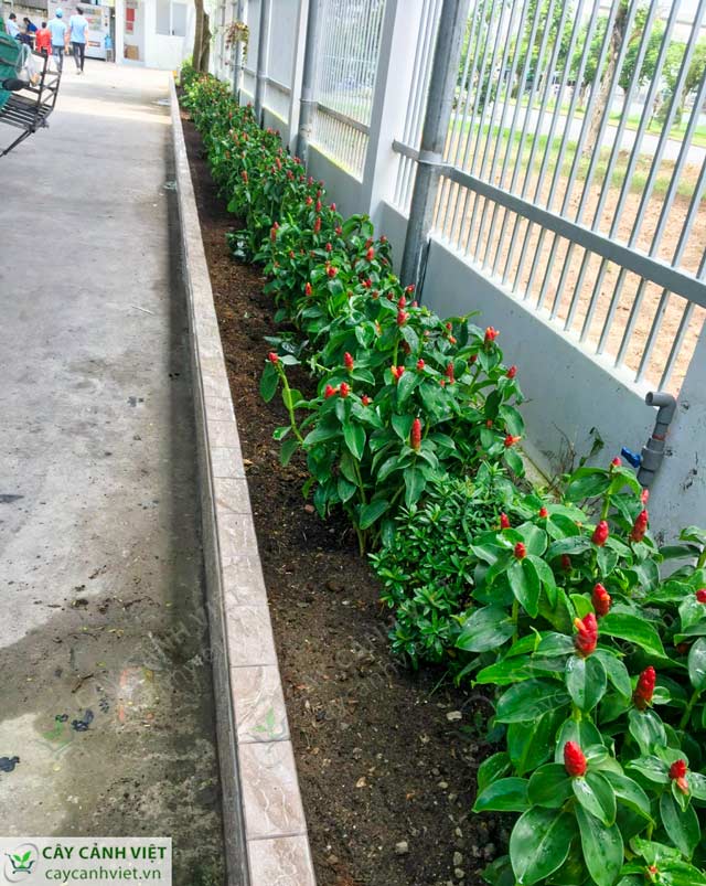 Phúc lộc thọ trồng trong bồn hoa trang trí