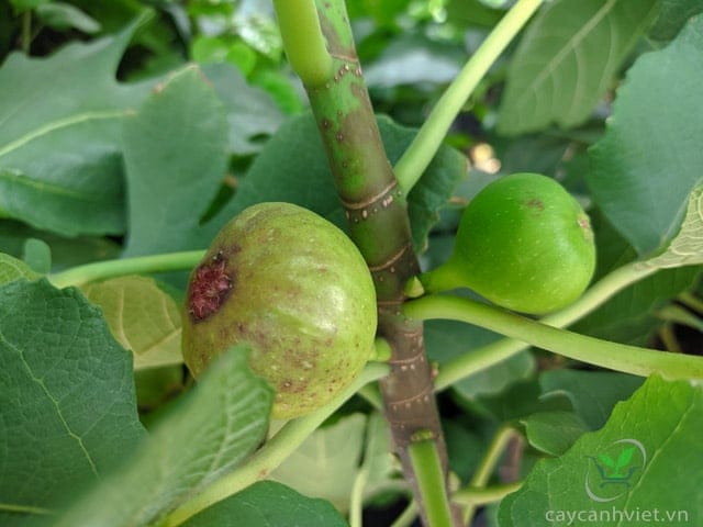 Trái Sung Mỹ tím sắp chín, ngọt và mọng