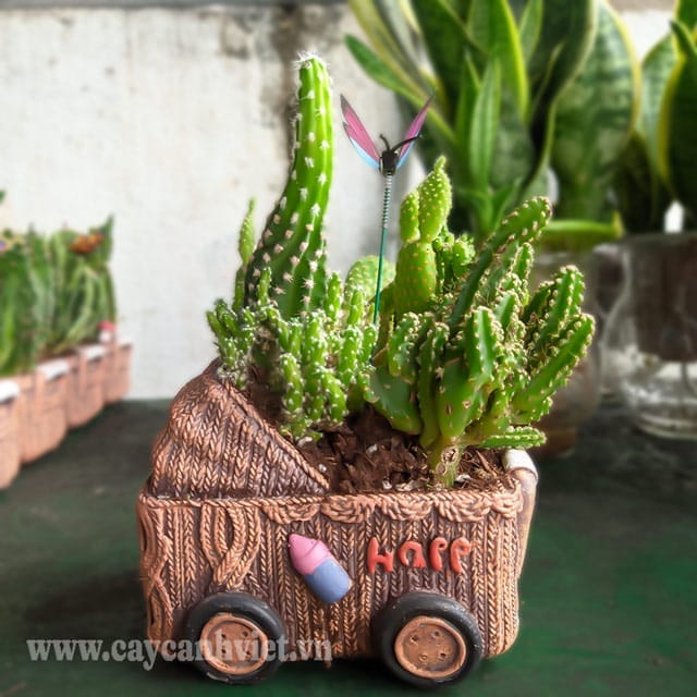 Ý nghĩa xương rồng Thanh Sơn trong phong thủy, tình yêu và sự kiên cường