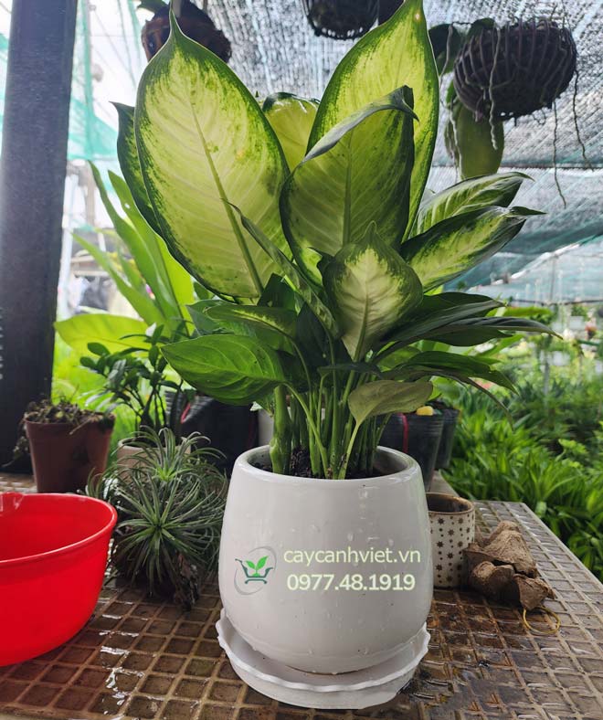 Cây Dạ Lan Thanh thực tế tại vườn Cây Cảnh Việt, lá xanh mướt, tán đều