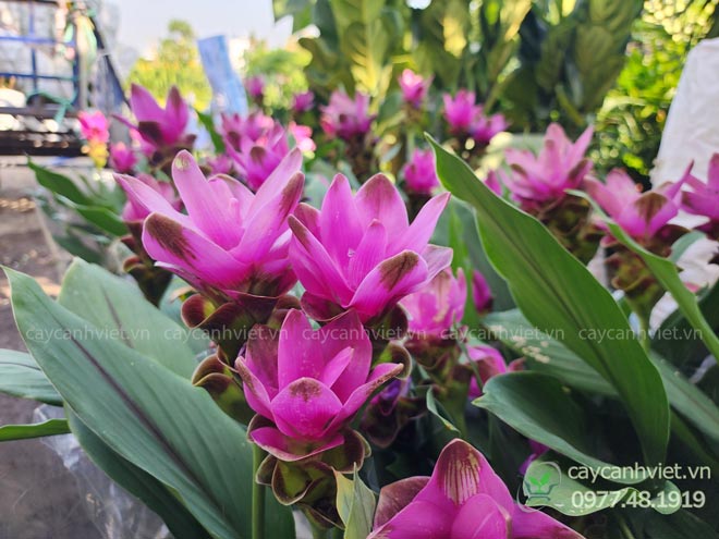 Cây Nghệ Lá Từ Cô nở hoa đồng loạt trong khu vườn