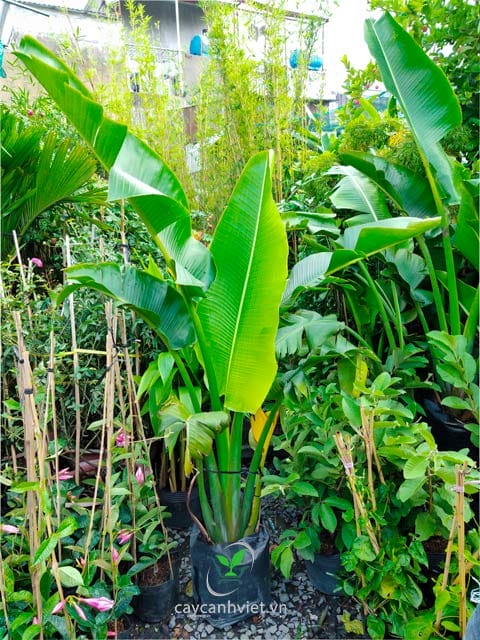 Cây Chuối Rẻ Quạt được chọn kỹ trước khi giao