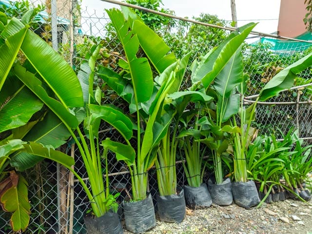Ý nghĩa phong thủy của cây chuối rẻ quạt mang lại may mắn