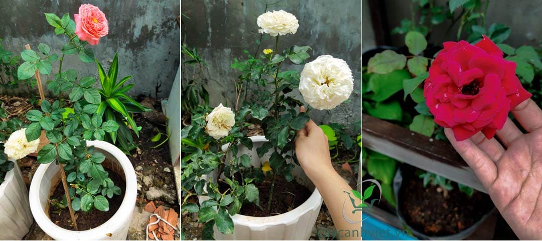 Đất thịt phù hợp với việc trồng hoa hồng