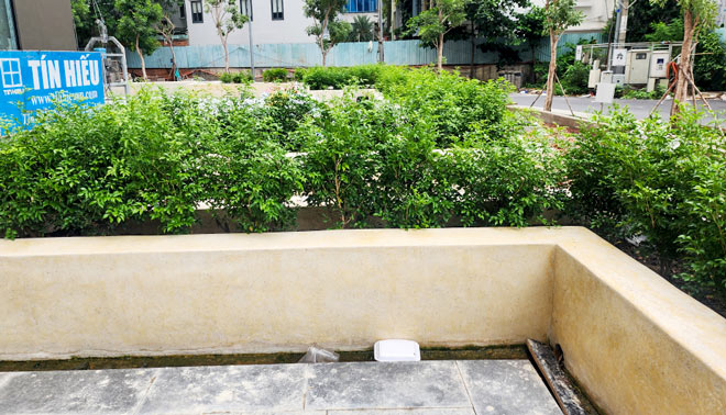 Cây nguyệt quế trồng sân vườn