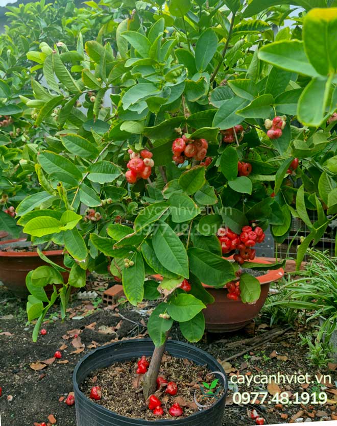 Đặc điểm Cây Mận Hoàng Yến với chùm quả đỏ mọng, lá xanh tươi