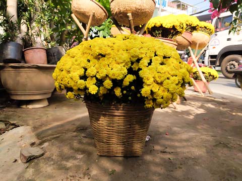 Hoa cúc mâm xôi nở rộ dưới ánh nắng ngoài trời