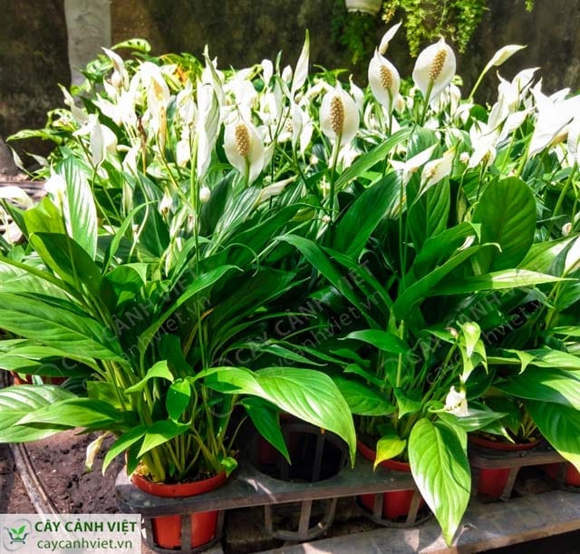 Cách trồng cây Lan Ý trong chậu với đất tơi xốp và dinh dưỡng