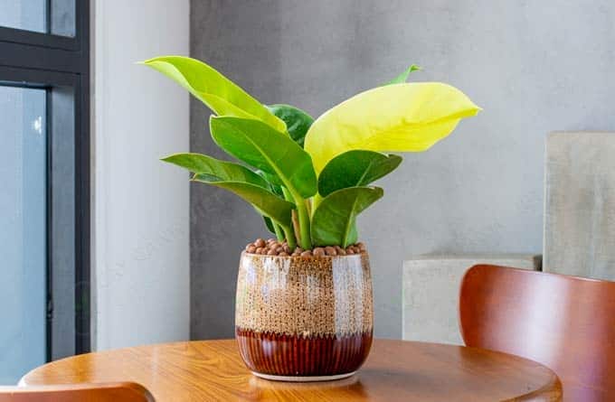 Phong thủy cây Trầu Bà Đế Vương Vàng mang lại tài lộc