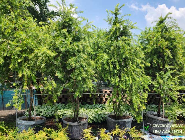 Cây liễu rũ trưởng thành, tán lá xanh mướt tại Cây Cảnh Việt