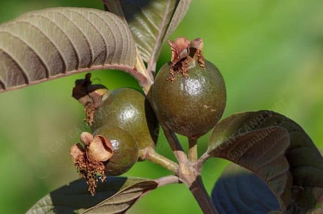 Cây ổi tím giống Malaysia với thân, lá, quả màu tím