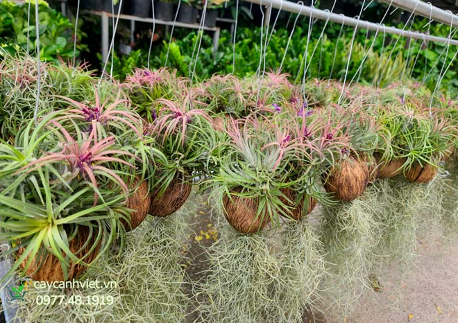 Lá cây không khí Tillandsia có lớp vảy hút ẩm tự nhiên, xanh khỏe.