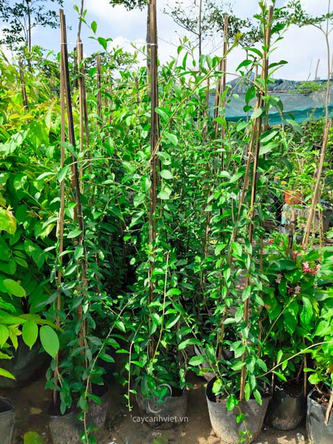 Dây leo cúc tần Ấn Độ dễ chăm sóc, phát triển nhanh, chịu nắng tốt