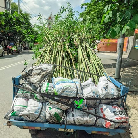 Giao hàng cây Trúc Cần Câu xanh nhanh chóng