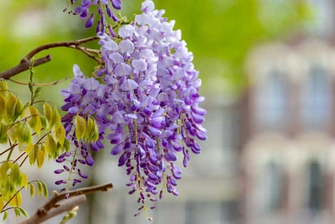 Cây tử đằng nở hoa vào mùa xuân với chùm hoa tím nổi bật.