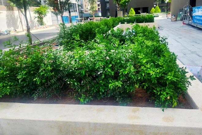 Cây nguyệt quế sau thời gian trồng
