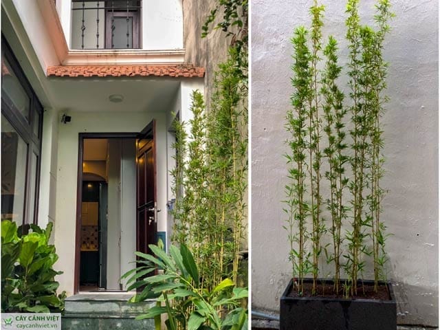 Trồng cây trúc quân tử tại Gò Vấp và Bình Tân