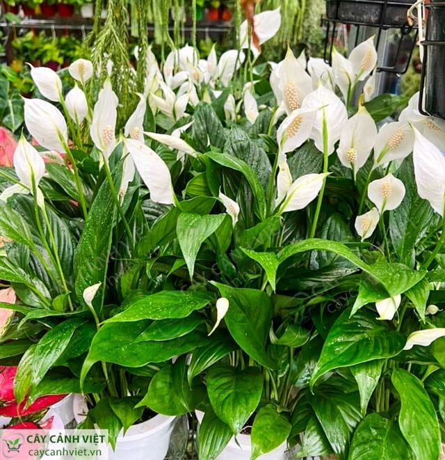 Lan Ý có khả năng thanh lọc không khí, hút bụi và khí độc