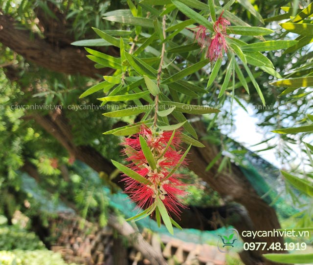 Hoa đỏ của cây liễu rũ nở rộ rực rỡ