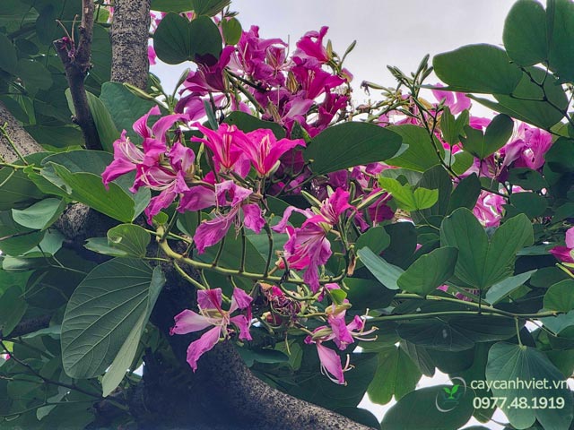 hoa cây móng bò tím nở đẹp nổi bật sân vườn