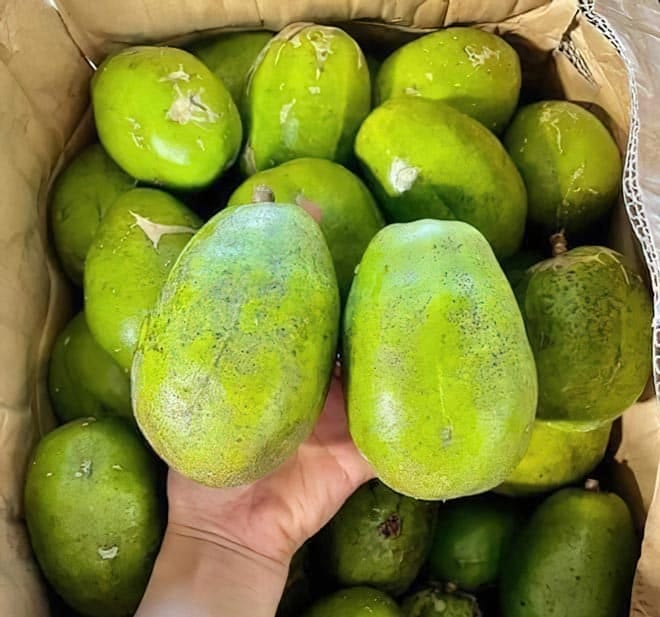 Quả cóc thái chua ngọt, mọc thành từng chùm trên cây