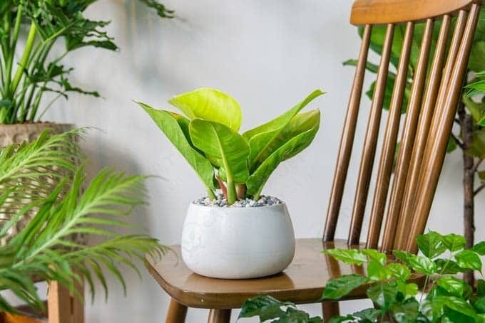 Mua cây Trầu Bà Đế Vương Vàng tại TP.HCM chất lượng cao